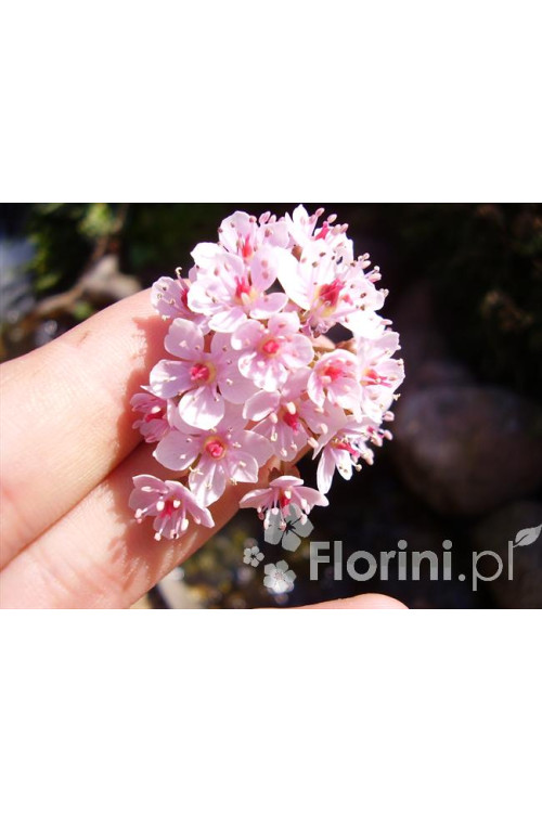 Tarczownica | Peltiphyllum peltatum