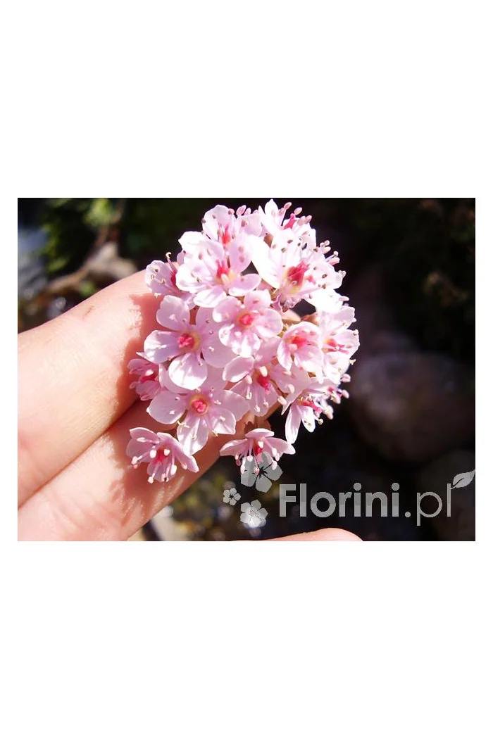 Tarczownica | Peltiphyllum peltatum