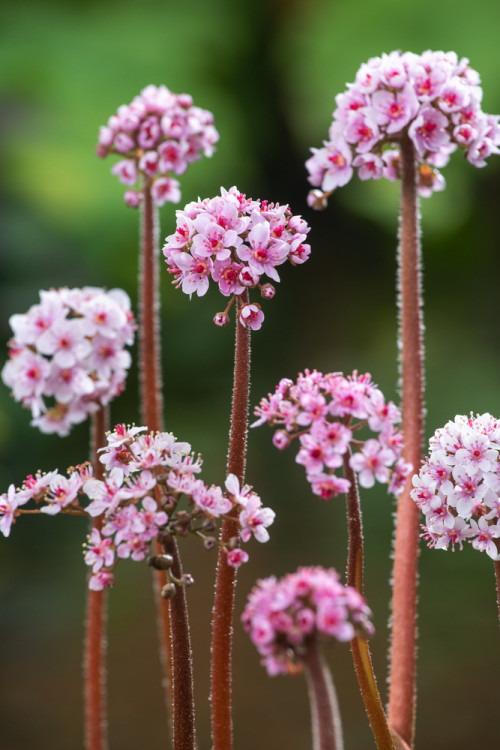 Tarczownica | Peltiphyllum peltatum