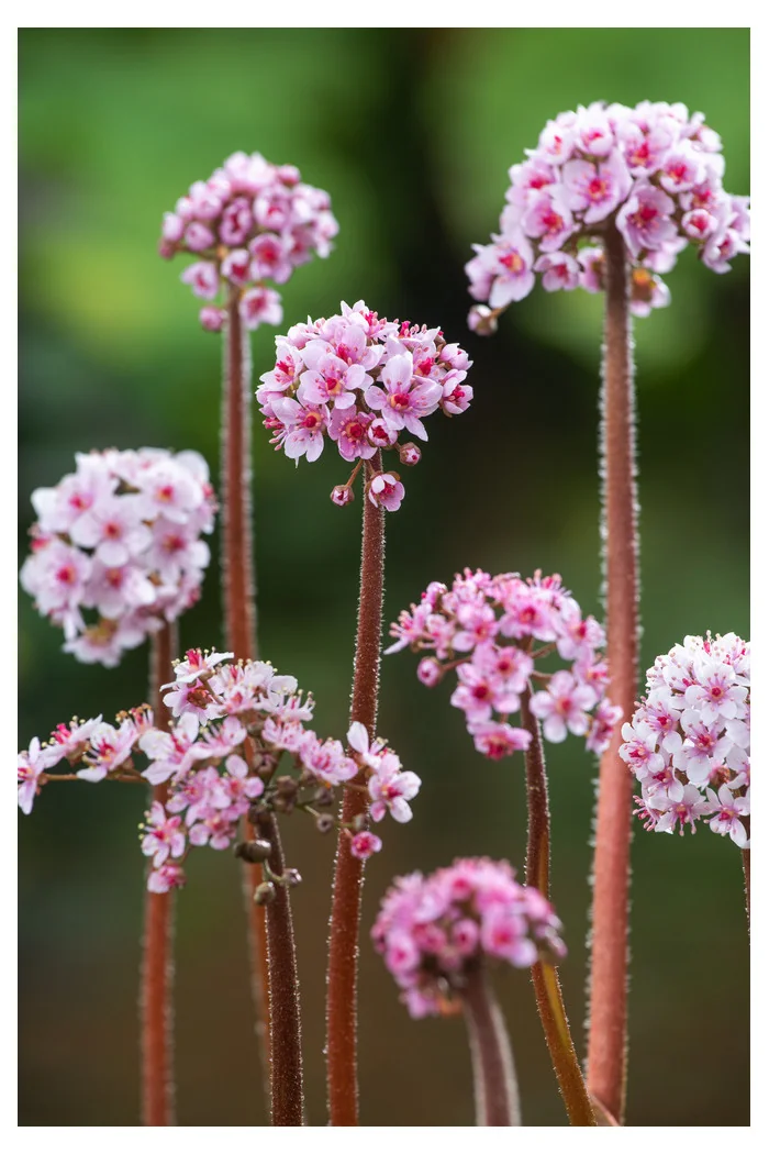 Tarczownica | Peltiphyllum peltatum
