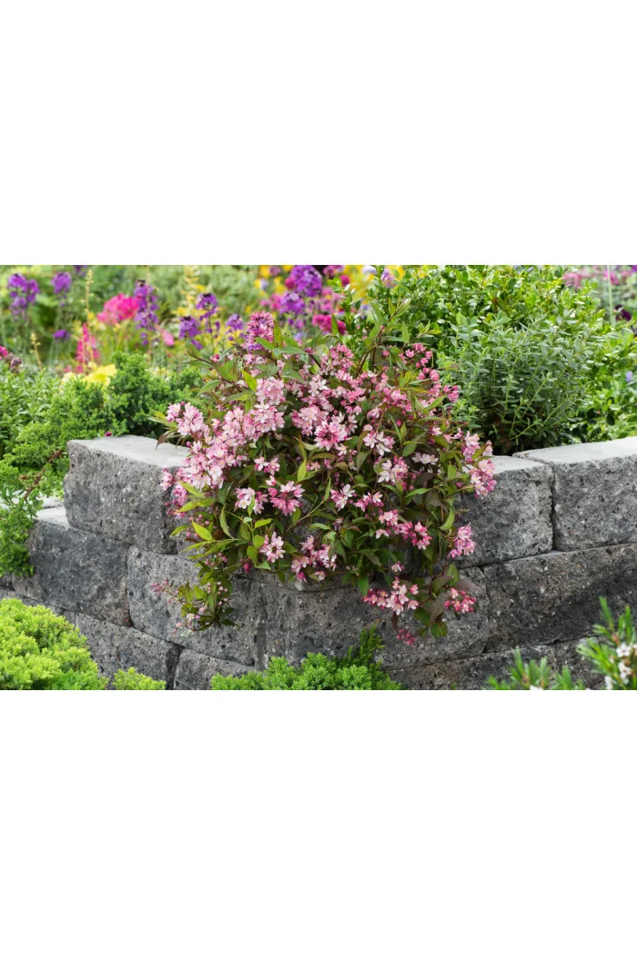 Żylistek 'Yuki Cherry Blossom' | Deutzia