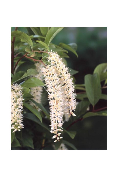 Itea amerykańska 'Long Spire' Itea virgnica