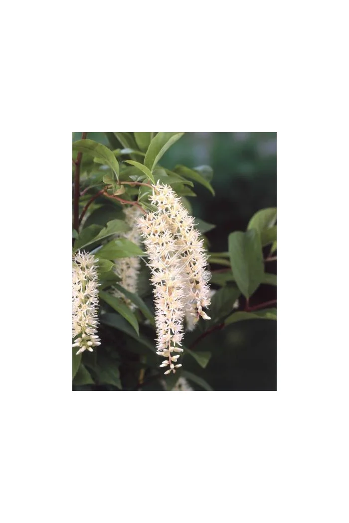 Itea amerykańska 'Long Spire' Itea virgnica