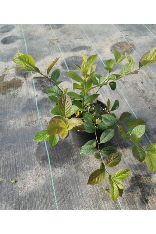 Itea amerykańska 'Long Spire' Itea virgnica