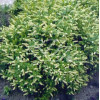 Itea amerykańska 'Long Spire' Itea virgnica