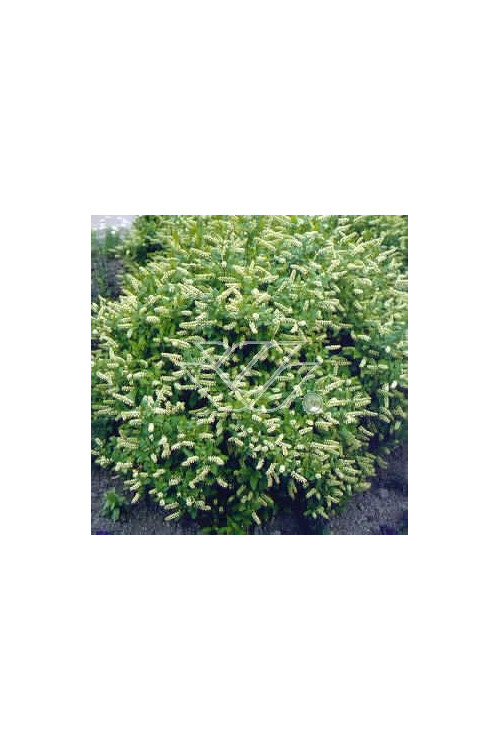 Itea amerykańska 'Long Spire' Itea virgnica