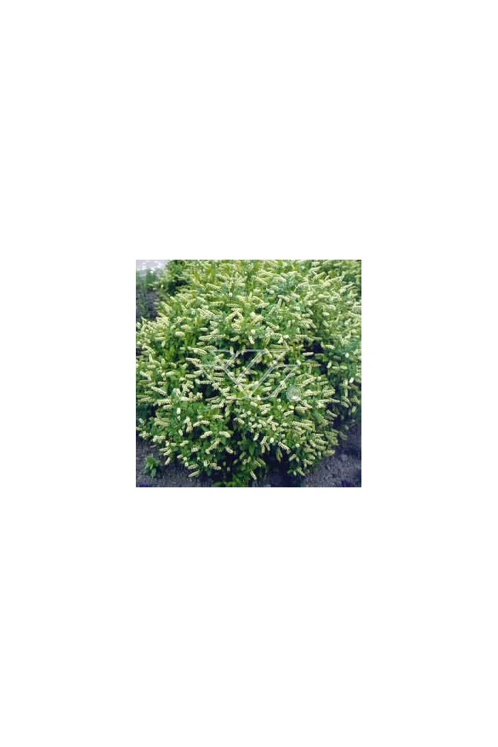 Itea amerykańska 'Long Spire' Itea virgnica