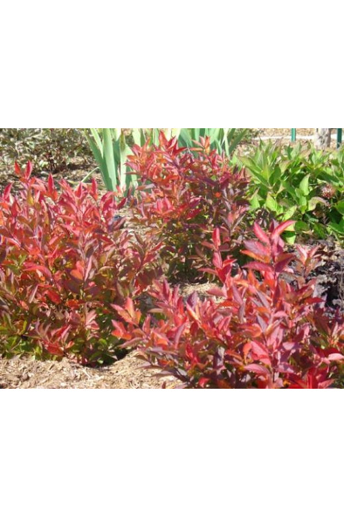 Itea amerykańska 'Long Spire' Itea virgnica