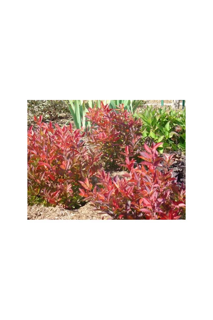 Itea amerykańska 'Long Spire' Itea virgnica