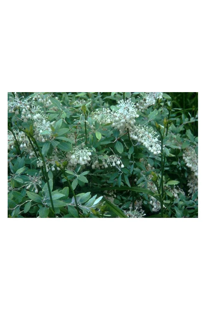 Zenobia | Zenobia pulverulenta