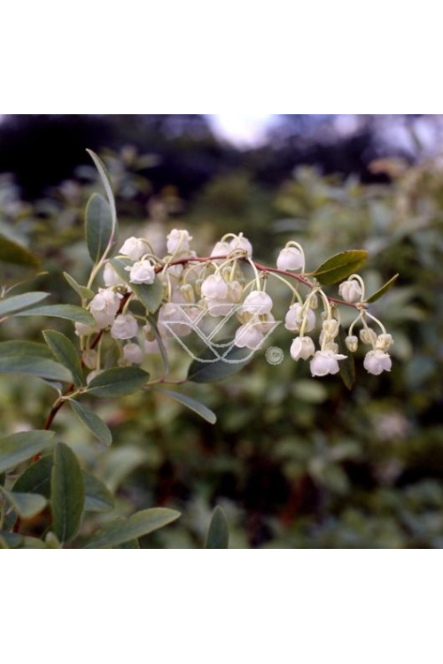 Zenobia | Zenobia pulverulenta