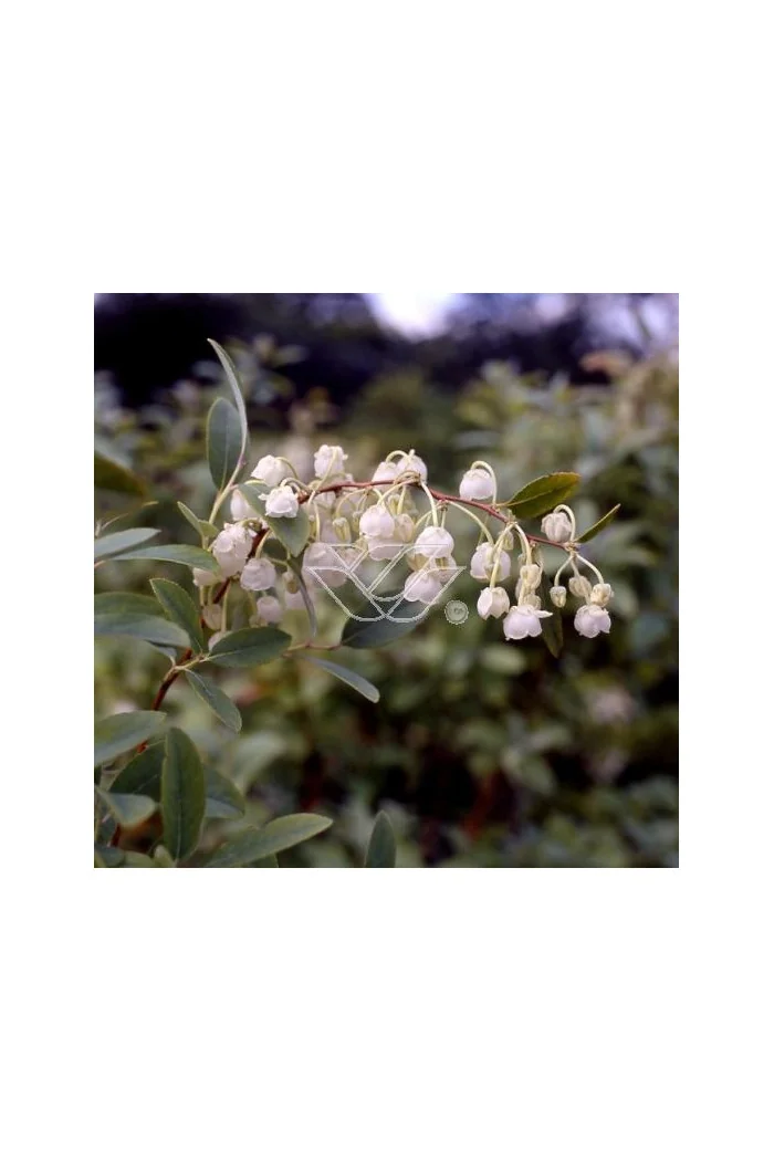 Zenobia | Zenobia pulverulenta