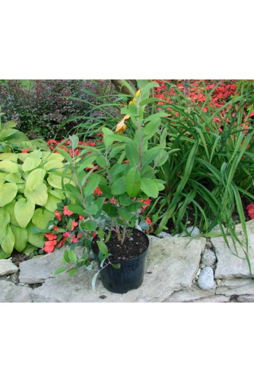 Zenobia | Zenobia pulverulenta