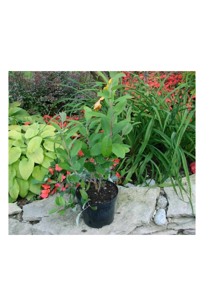 Zenobia | Zenobia pulverulenta