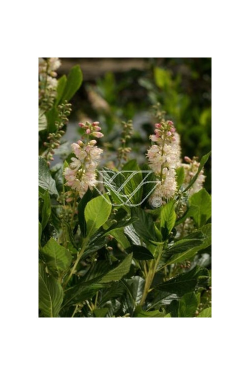 Orszelina olcholistna 'Pink Spire' | Clethra alnifolia