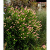 Orszelina olcholistna 'Pink Spire' | Clethra alnifolia