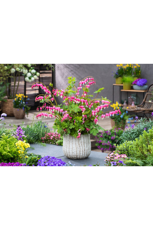 Serduszka okazała | Dicentra spectabilis