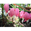 Serduszka okazała | Dicentra spectabilis
