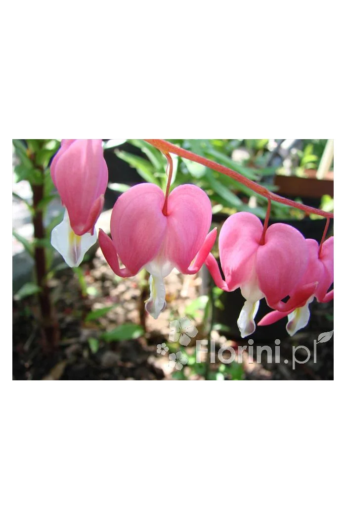 Serduszka okazała | Dicentra spectabilis