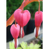 Serduszka okazała | Dicentra spectabilis