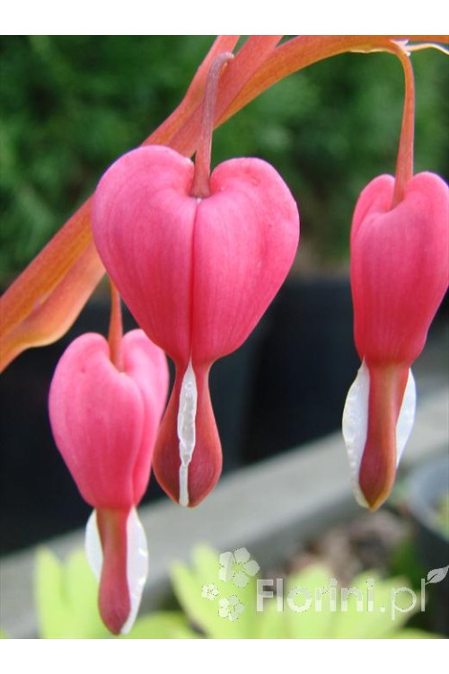 Serduszka okazała | Dicentra spectabilis