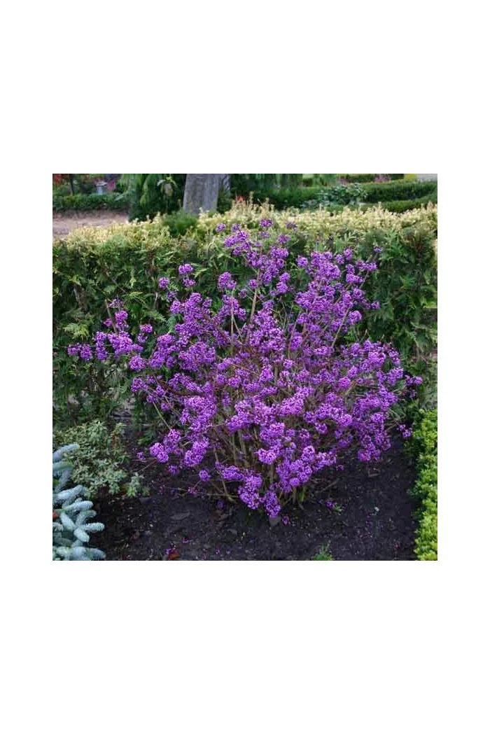 Pięknotka bodinera 'Profusion' | Callicarpa bodinieri