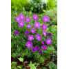 Bodziszek czerwony 'Vision Violet' | Geranium sanguineum