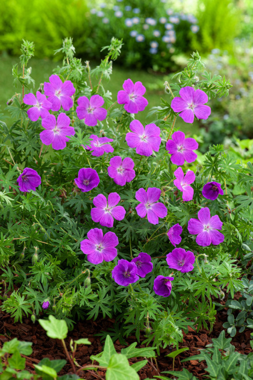 Bodziszek czerwony 'Vision Violet' | Geranium sanguineum