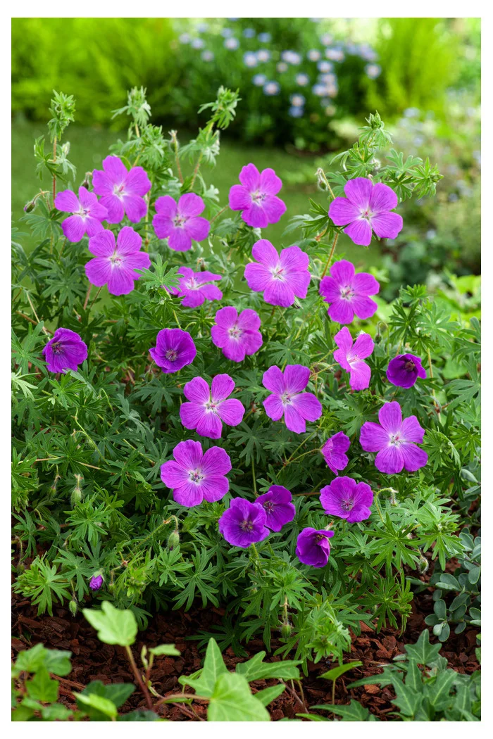 Bodziszek czerwony 'Vision Violet' | Geranium sanguineum