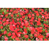 Sunpatiens (Niecierpek) 'Vigorous Red' | Impatiens