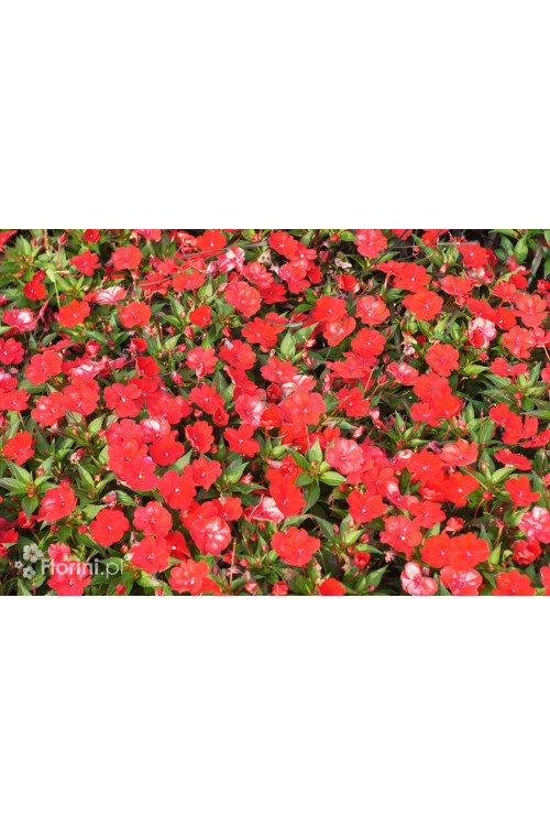 Sunpatiens (Niecierpek) 'Vigorous Red' | Impatiens