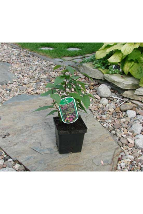 Pięknotka bodinera 'Profusion' | Callicarpa bodinieri