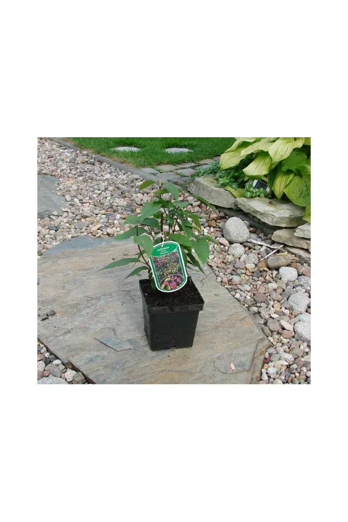 Pięknotka bodinera 'Profusion' | Callicarpa bodinieri