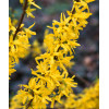 Forsycja pośrednia 'Golden Times' | Forsythia intermedia