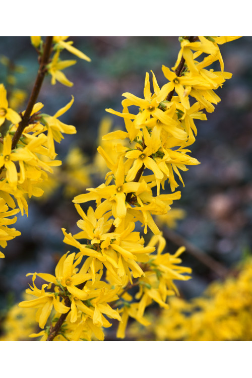 Forsycja pośrednia 'Golden Times' | Forsythia intermedia