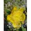 Dziurawiec 'Tricolor' | Hypericum moserianum