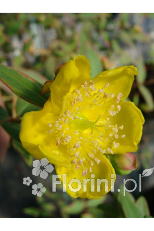 Dziurawiec 'Tricolor' | Hypericum moserianum