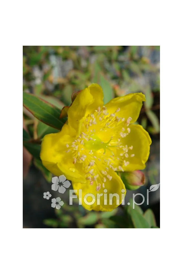 Dziurawiec 'Tricolor' | Hypericum moserianum