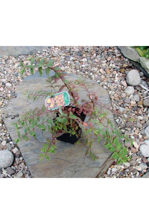 Dziurawiec 'Tricolor' | Hypericum moserianum