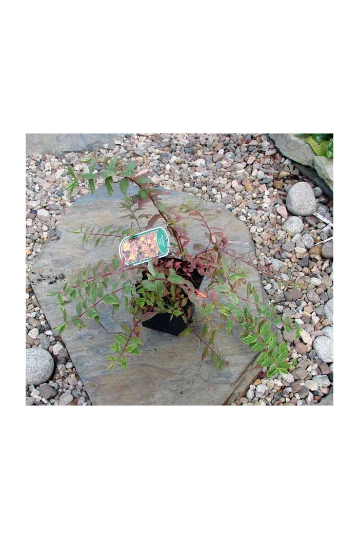 Dziurawiec 'Tricolor' | Hypericum moserianum