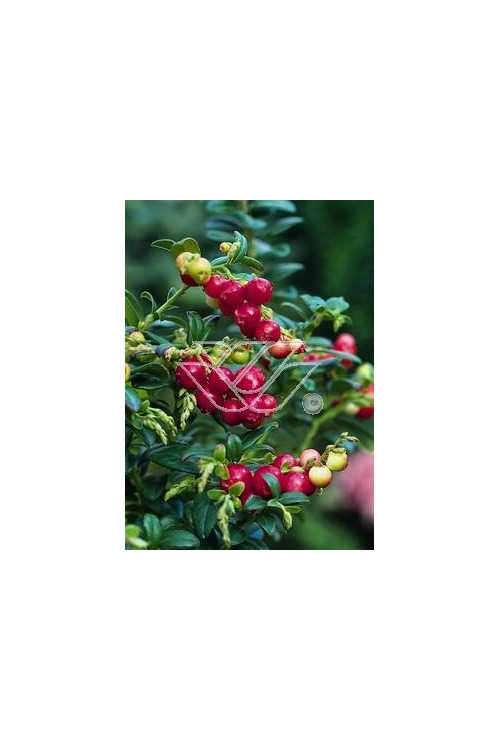 Borówka brusznica 'Koralle' Vaccinium vitis-idaea