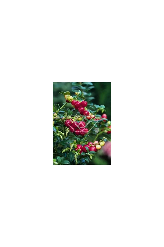 Borówka brusznica 'Koralle' Vaccinium vitis-idaea