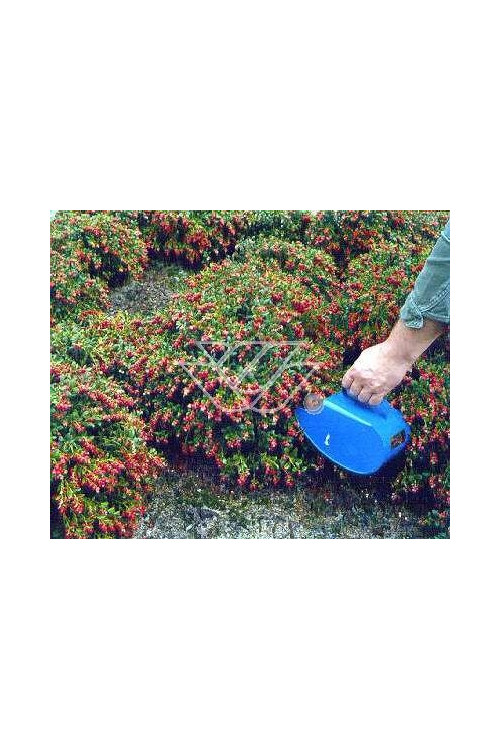 Borówka brusznica 'Koralle' Vaccinium vitis-idaea