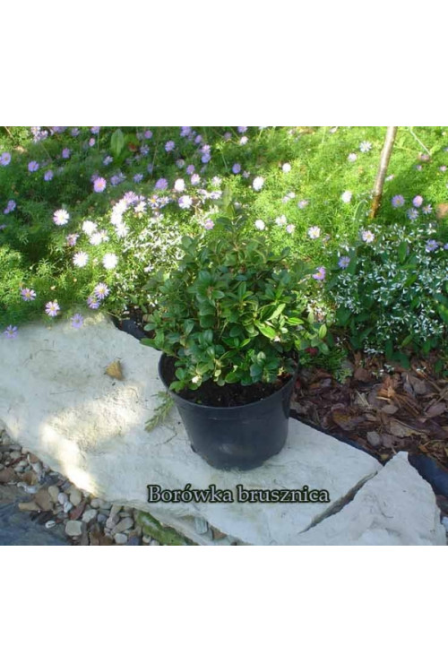 Borówka brusznica 'Koralle' Vaccinium vitis-idaea