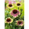 Jeżówka 'Green Twister' | Echinacea
