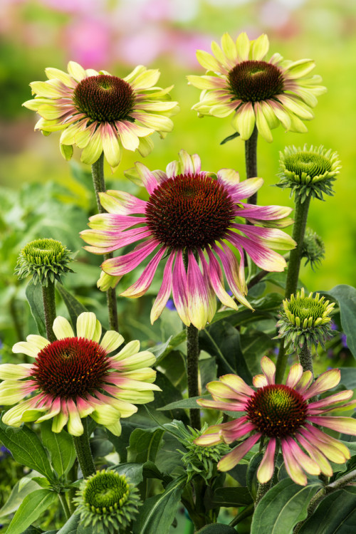 Jeżówka 'Green Twister' | Echinacea