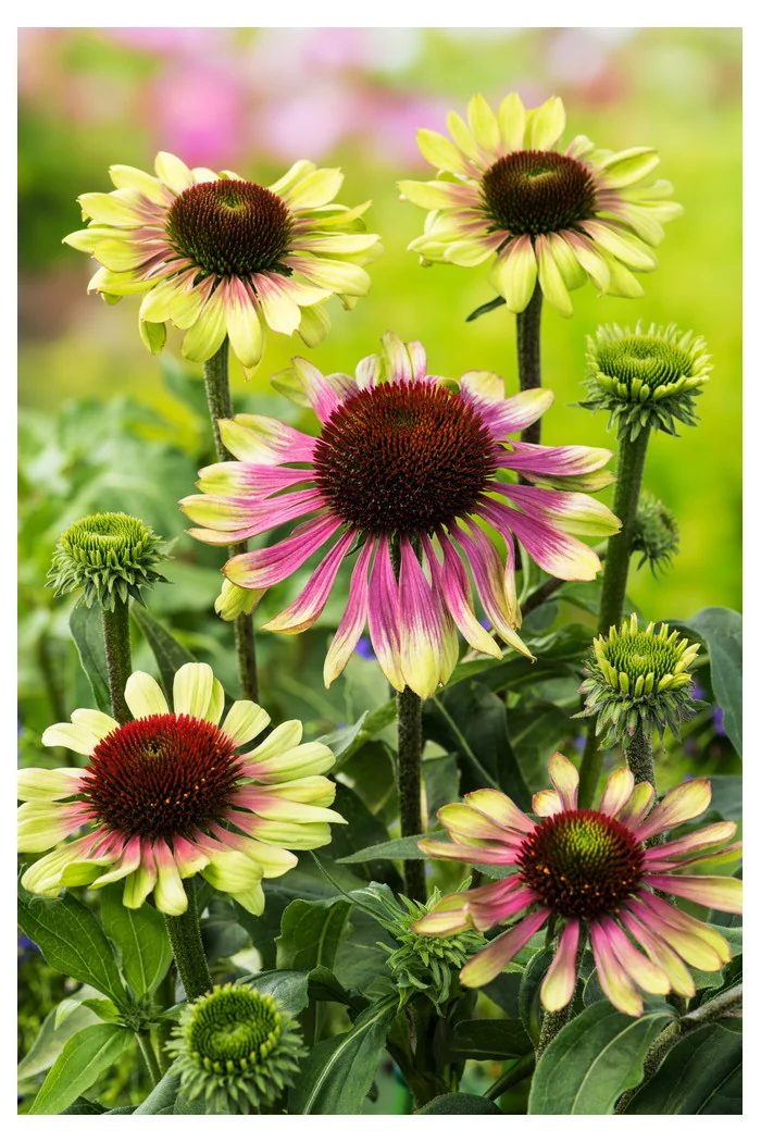 Jeżówka 'Green Twister' | Echinacea