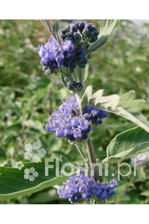 Barbula klandońska 'Kew Blue' | Caryopteris x clandonensis