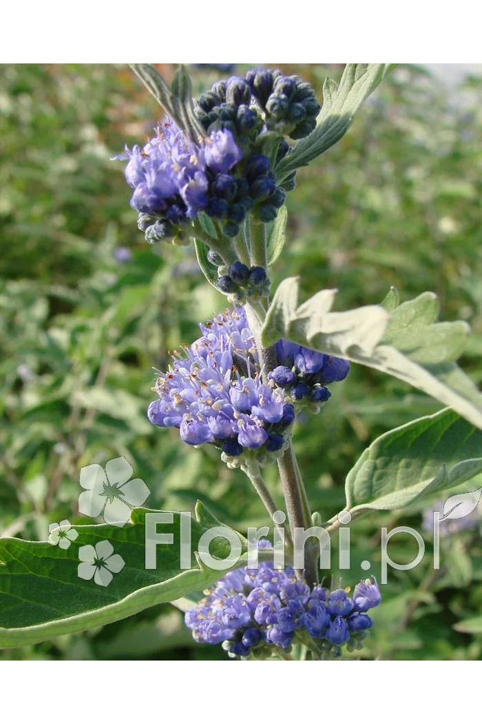 Barbula klandońska 'Kew Blue' | Caryopteris x clandonensis