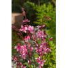 Gaura 'Siskiyou Pink'